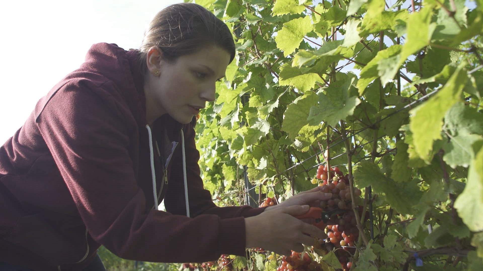 Person harvesting grapes in a vineyard