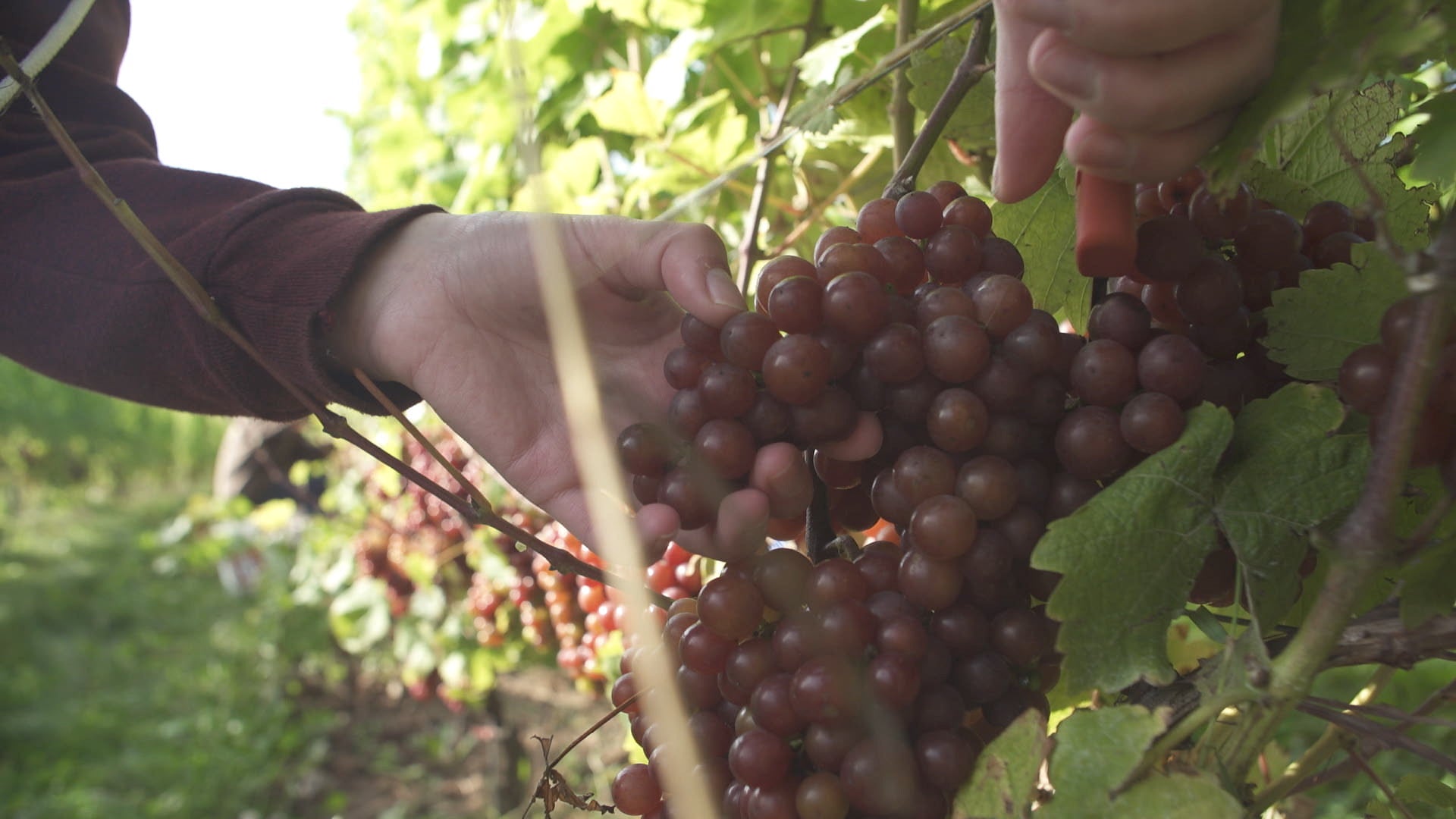 Hand picking grapes from a vine in a garden setting