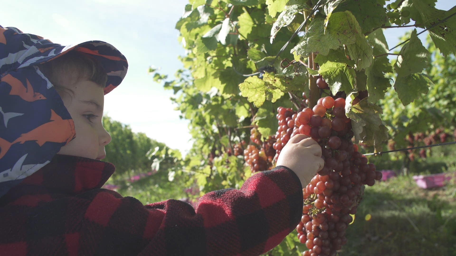 Child in a colorful hoodie picking grapes from a vine