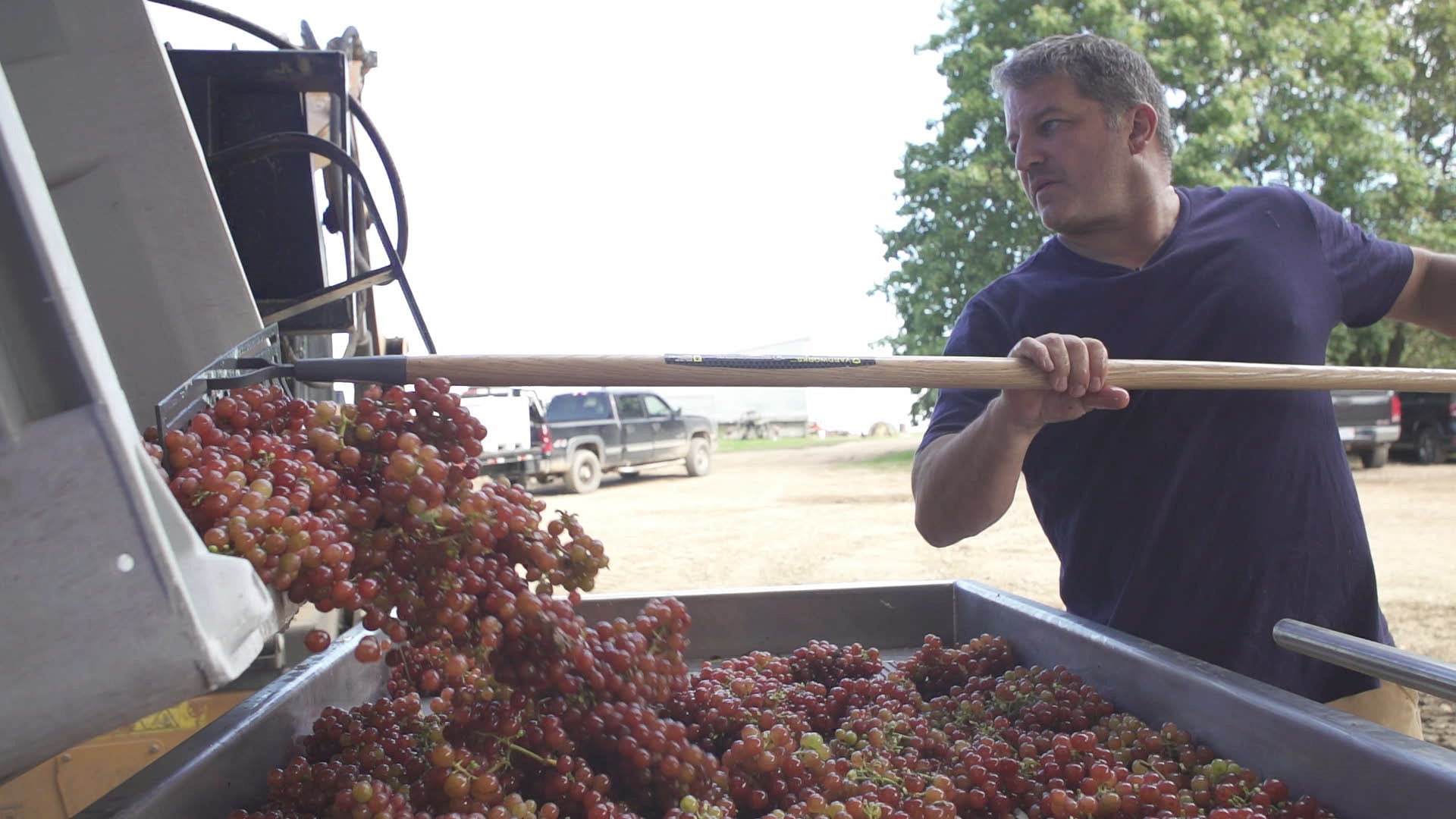 Man loading grapes into a vehicle on a farm